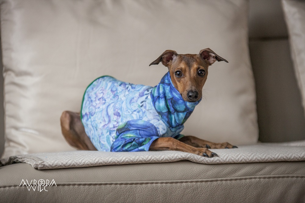tailor-made dog clothing