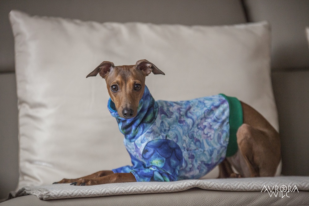 tailor-made dog clothing