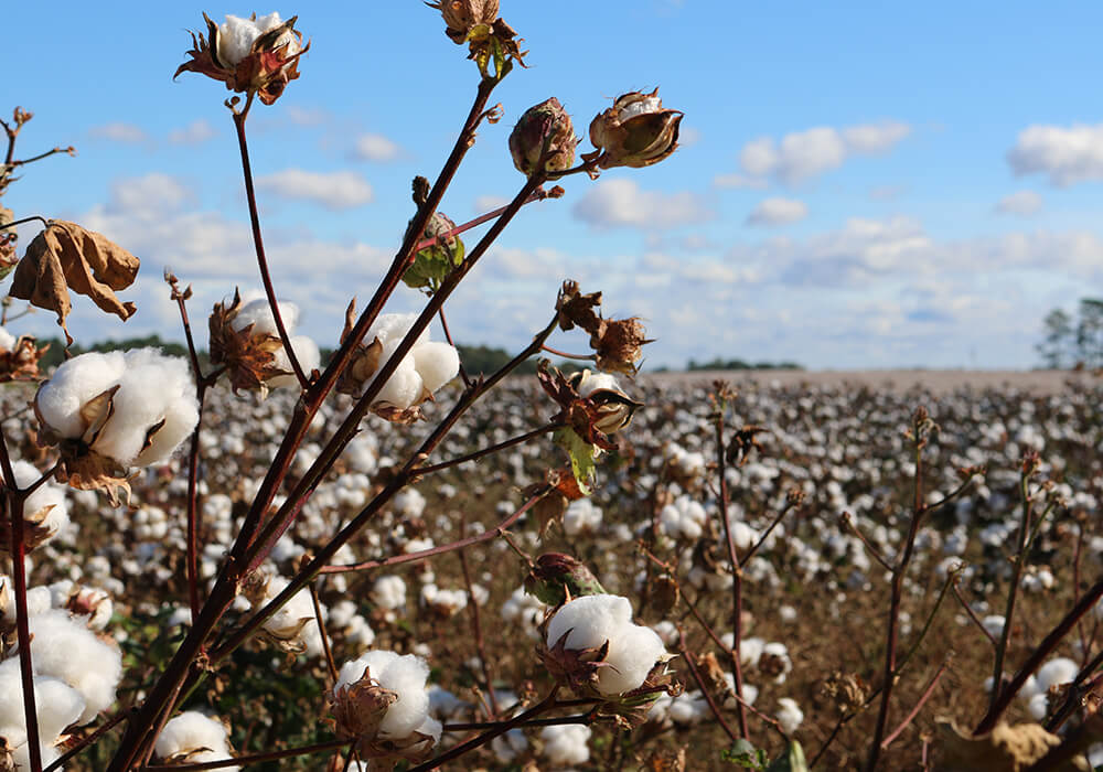 Was ist Bio-Baumwolle