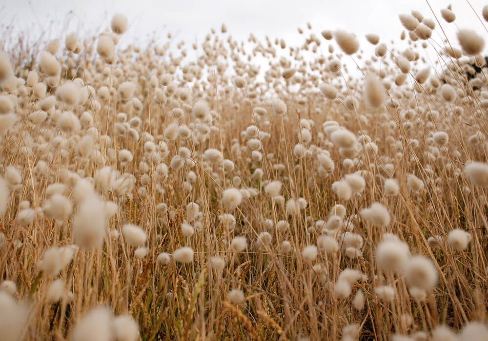 co to jest bawełna organiczna